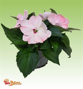 Afbeelding van Impatiens Sun Patiens P13 Blush pink